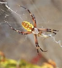 Garden Spider in Web, Argiope Aurantia