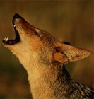 Barking Black-Backed Jackal by Beverly Joubert