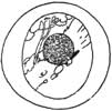 Charles Robinson's The Frog Prince 3