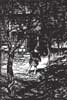 Rackham's Hansel and Gretel Image 1