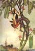 Goble's Jack and the Beanstalk