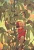 Smith's Jack and the Beanstalk Image 1