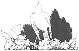 W. H. Robinson's Nightingale 2