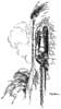 A. H. Watson's Rapunzel Image 1