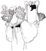 Charles Robinson's Snowdrop Image 6