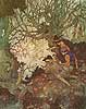Dulac Snow Queen 6
