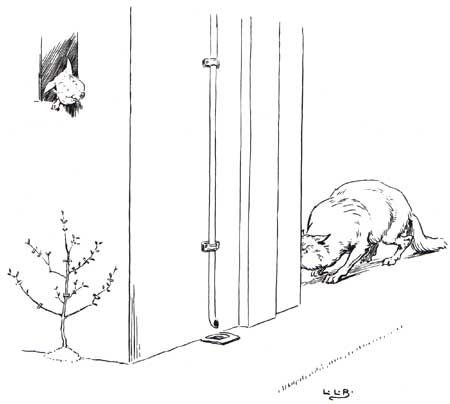 Brooke's Three Little Pigs