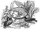 A. W. Bayes' Thumbelina 4