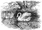 Ugly Duckling by A. W. Bayes