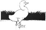 Ugly Duckling by W. Heath Robinson